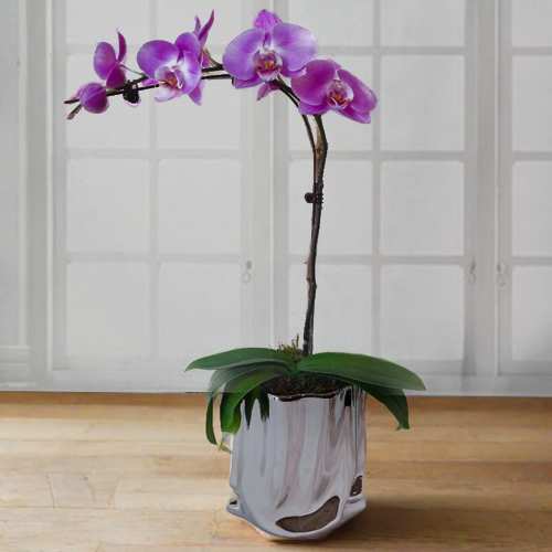 - Plant For Mothers Day Delivery