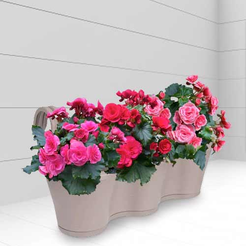 - Send Plants For Mothers Day