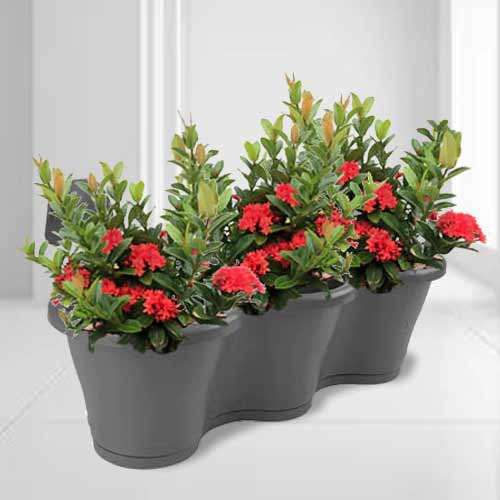 - Flowering Plants To Send