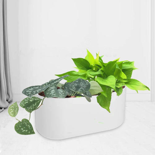 - Indoor Plant Gift Delivery