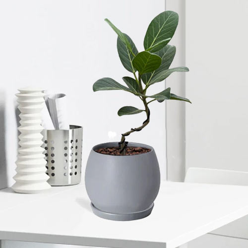 Ficus Audrey In Grey Spherical Pot-Send Plants To Friends