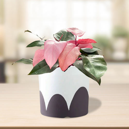 Philodendron Pink Princess