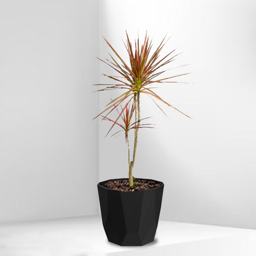 Dracaena Marginata Tricolor-Potted Plant Delivery Singapore