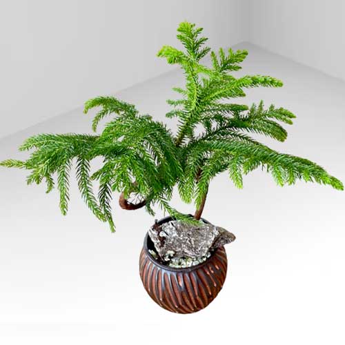 Norfolk Island Pine Bonsai