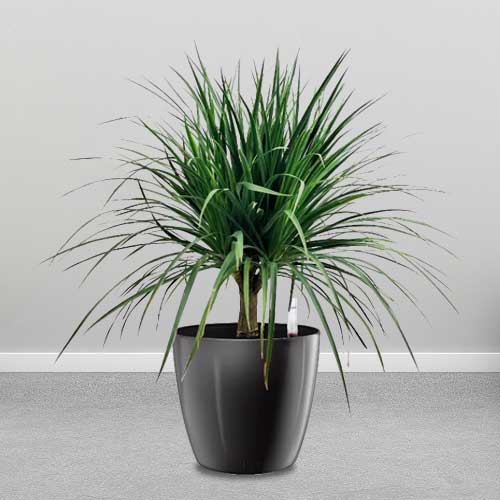 Dracaena Cambodian Dragon Tree - House Plant Gift For Mom Singapore