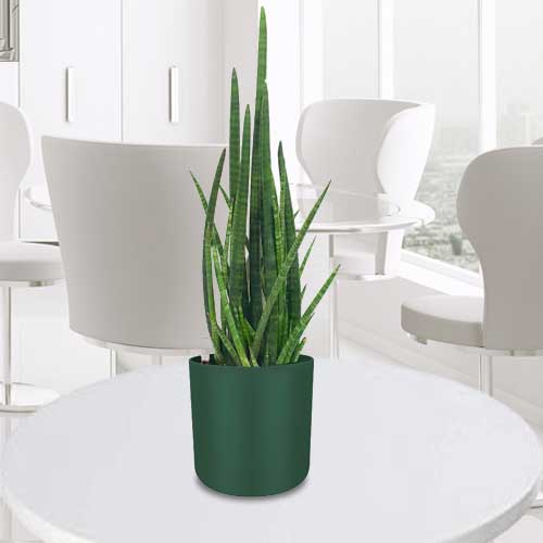 Sansevieria Cylindrica-Send Housewarming Plant