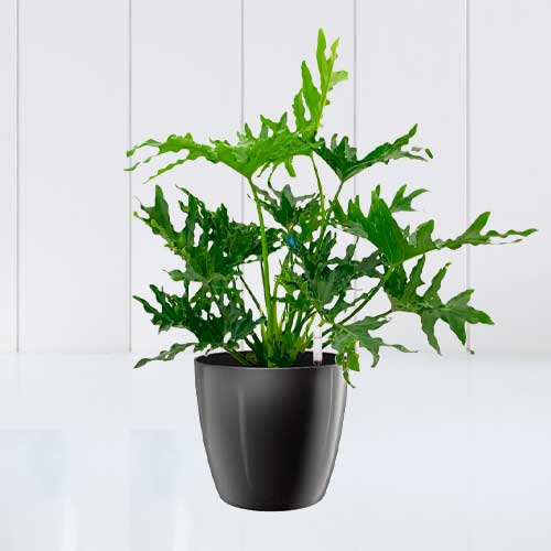 Philodendron Selloum-Potted Plants For Delivery