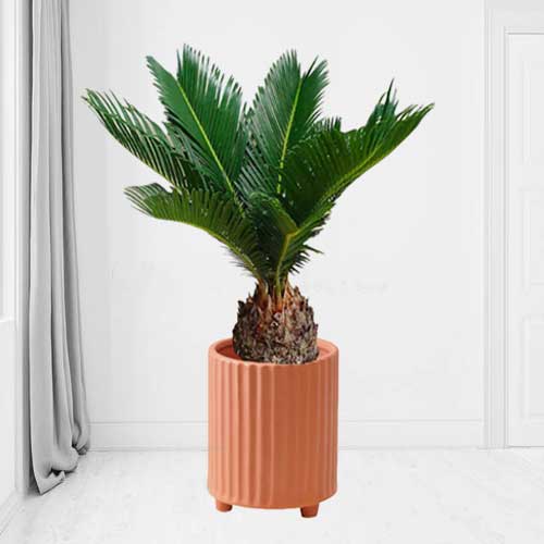 Sago Palm-Send Plant For Mothers Day