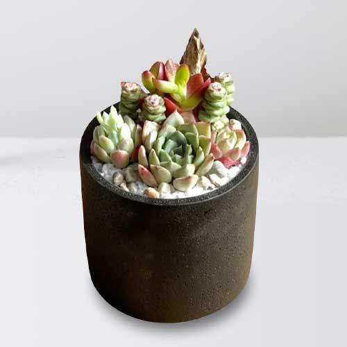 Arranged Succulent-Potted Plants For Birthdays