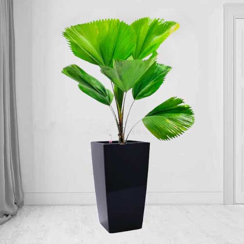 - Potted Plants For Gifts