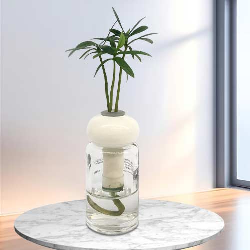 Hydroponic Bonsai In Cute Vase-Birthday Plant Gifts For Her