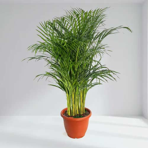 - Send Indoor Plants As Gifts