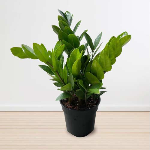 - Indoor Plants To Send As Gifts