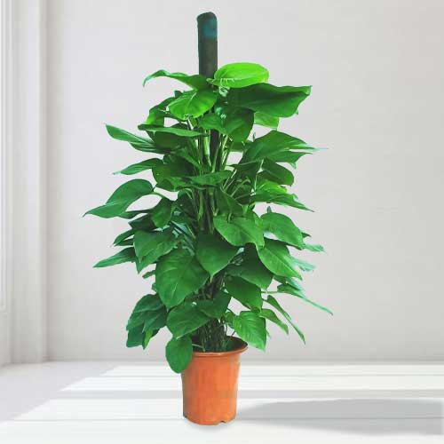 Money Plant