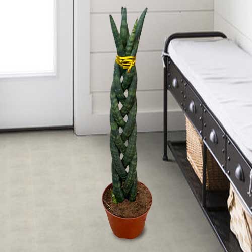 Sansevieria Braided-Send A Plant For Birthday Delivery