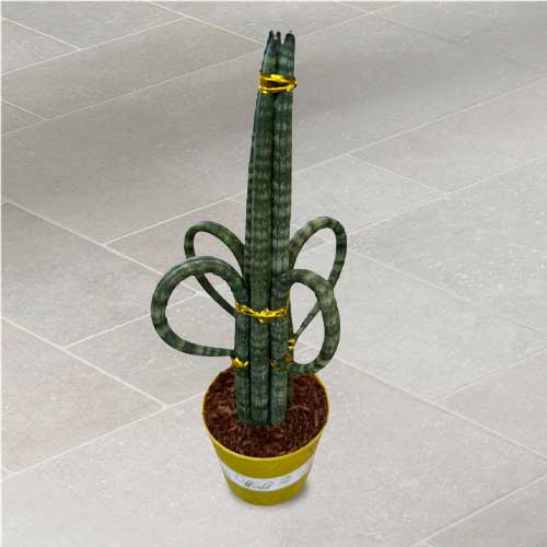 Sansevieria Cylindrica Rocket-House Plant Gifts Delivered