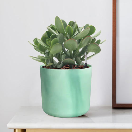 Jade Plant