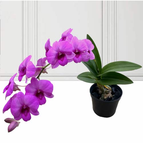 Dendrobium Sp Dwarf-Potted Flowers To Send