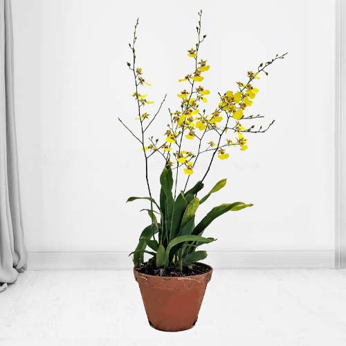 Oncidium Goldiana-Plant Delivery For Birthday