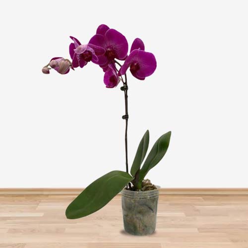 Phalaenopsis Ox Spotted Prince