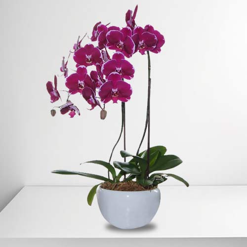 - Send Orchid Plant As Gift