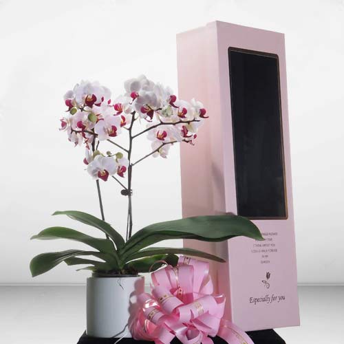 Phalaenopsis Gift Box