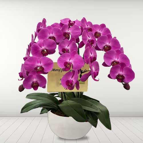 - Orchid Plants For Delivery