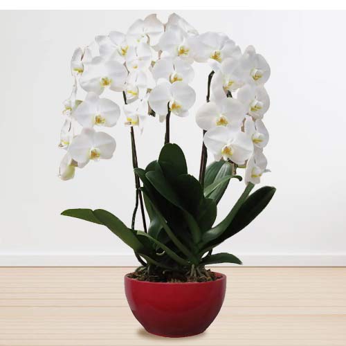 - Sympathy Orchid Delivery