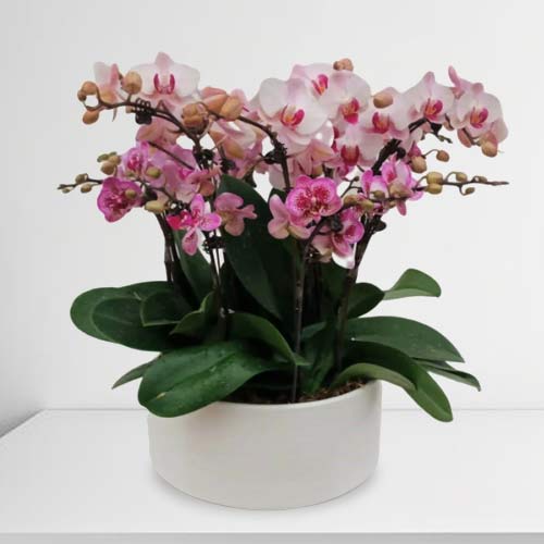 8 Mini Phalaenopsis In Pot