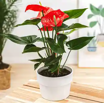 Indoor Plants Online